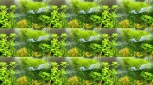 Аквариум травник