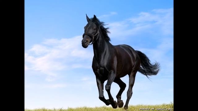 Лошади,это прекрасно смотреть онлайн