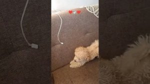 Все в чем радость каждого дня❤️🐩