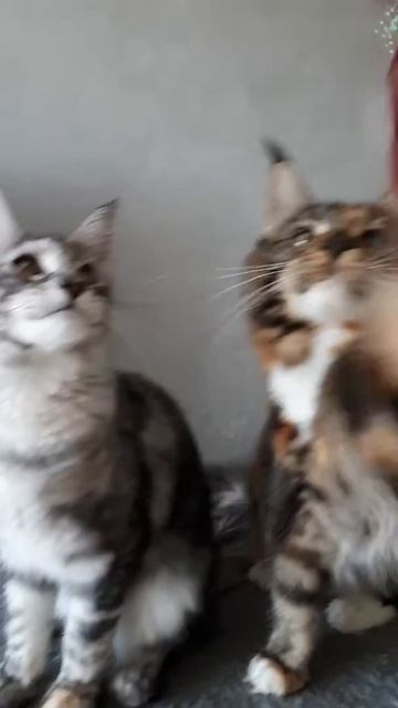 Питомник мейн кунов RoxyCoon. Anser (Панда) черная мраморная серебряная черепаха, 6.5 мес. смотреть онлайн