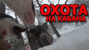 Кабан ОТГРЫЗ камеру на собаке! Охота на кабана в конце сезона.