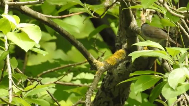 Пение славки черноголовки смотреть онлайн