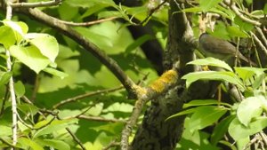 Пение славки черноголовки