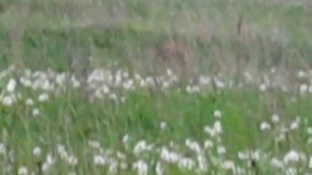 Nordik roe. Female roe calling. смотреть онлайн