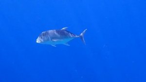 Reef Oasis Blue Bay, Шарм-эль-Шейх, Египет, Красное море, 30 апреля, 2024 тунец хочет кушать. Часть