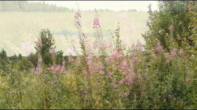 _Любуюсь на милые сердцу просторы._ ЛУГА В ЦВЕТУ. George Davidson plays The Windmills of Your Mind ( смотреть онлайн
