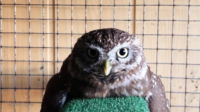 Сова на релаксе. Домовый сыч Майка умаялась. смотреть онлайн