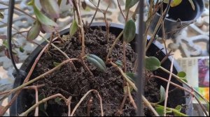 LIXEIRA da CADEG-RJ - Plantas, Vasos, Flores - Recuperando e Cuidando - LIXO com Plantas e Flores.