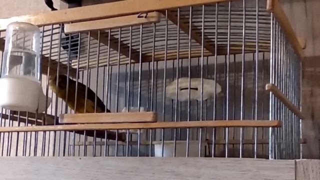 кольцо: 070 Овсяночный напев (россыпи, овсянки, колокольчик, бубенцы итд). смотреть онлайн