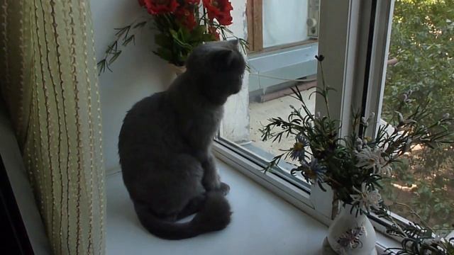 ЩЕБЕТ ПТИЦ. КОТ НА ОКНЕ:)) :)) kiss ОТ КИС-КИС смотреть онлайн