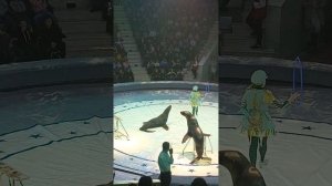 Выступление Морских котиков в самом большом и старом цирке в Туле.