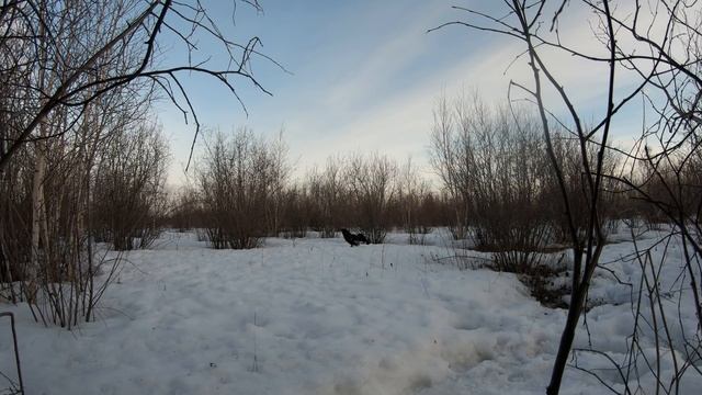 Тетеревиный ток 26.04.2019 смотреть онлайн