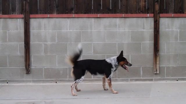 Что вытворяет!!! Невероятно!!! смотреть онлайн