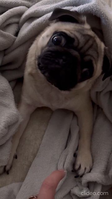 😎👊#словопацана #доброеутро #собака #мопс #тренд #прикол #животные #мопстея #рекомендации смотреть онлайн