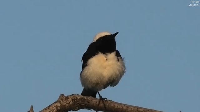 Каменка-плешанка самец поёт (Oenanthe pleschanka) смотреть онлайн