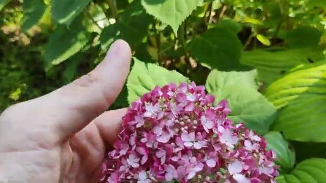 Гортензии на Кубани