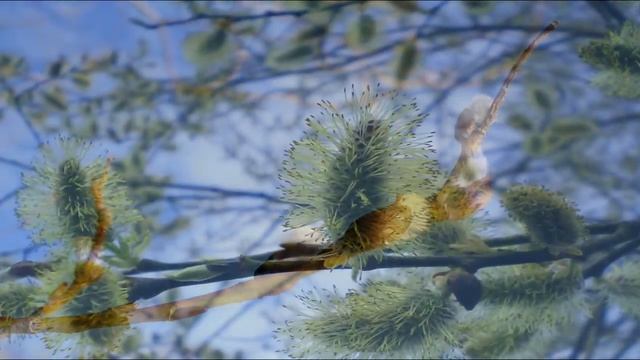 "ВЕСЕННЯЯ ЭЛЕГИЯ" ("The spring elegy".) смотреть онлайн