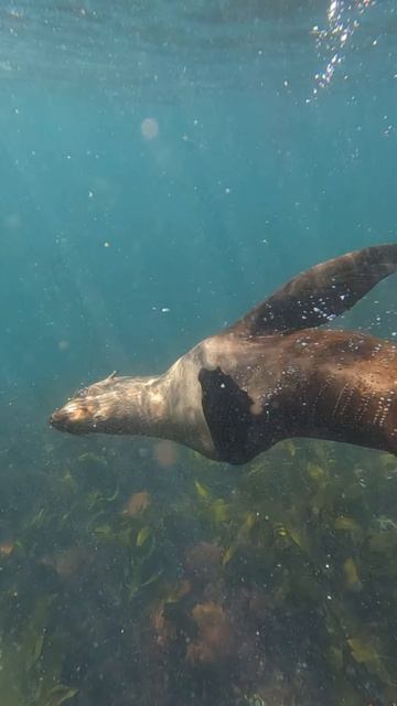 Плаваю в Атлантическом океане с морскими котиками. Мечта исполнена. В конце вплываю в кадр я.
