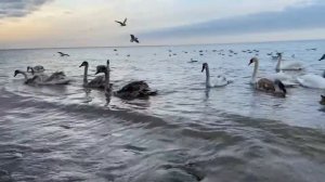 Лебеди Приморско-Ахтарск