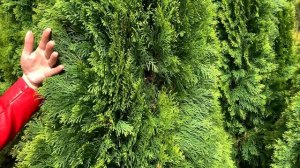 Туя западная Смарагд: описание сорта