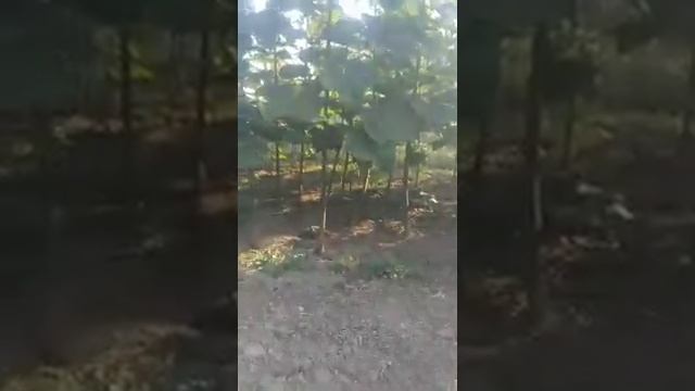 Pavloniya haqida смотреть онлайн