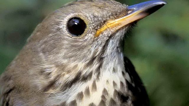 Sample - Thrush bird sound / sing смотреть онлайн