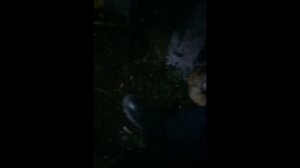 НОЧЬ В ЛЕСУ У КЛАДБИЩА / ХРАП ДЕМОНА / ВАЛЕЖНИКИ