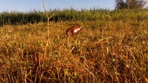 пристрел оптики на пневматической винтовке иж 38п на расстоянии 26 метров