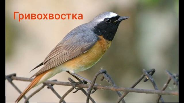 Учим голоса птиц часть2 смотреть онлайн