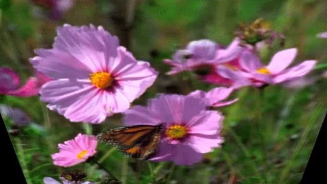 ★★★ У костра ★★★ смотреть онлайн