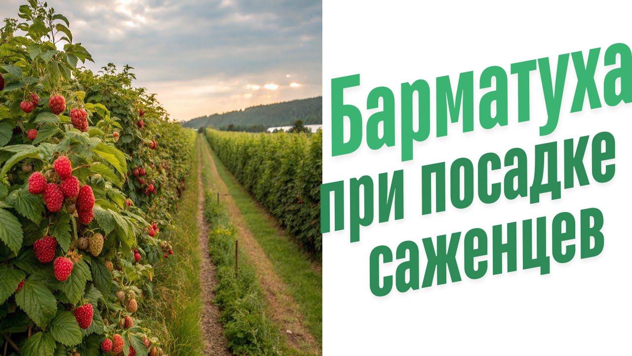 Удобрения при посадке саженцев.