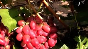Сорт винограда "Магистр" - сезон 2019 # Grape sort "Magistr"