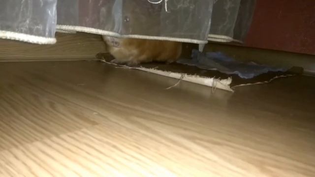 Свинка - соловей! Пение морской свинки 🎵🎵🎵 смотреть онлайн