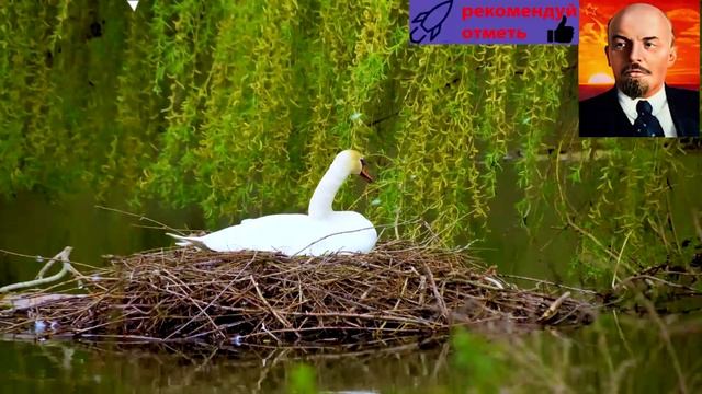 1. Музыка природы Успокоит Ваш Разум.