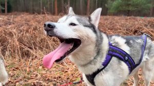Хаски грязи не боятся. В Великобритании прошли необычные гонки на собачьих упряжках