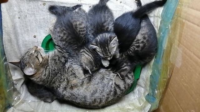 04.12.23.Кошачье счастье🙏! Подарим 🐈🐈🐈🐈🐈котят из Уссурийска!+79241232444.Ютуб/к:Стороженко Владимир смотреть онлайн