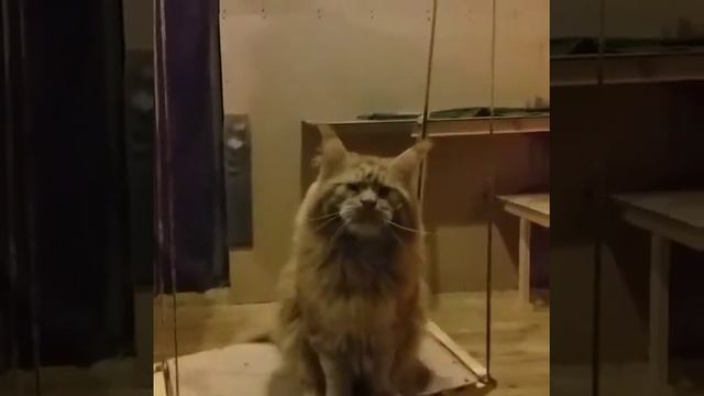 27 декабря 2020 г. смотреть онлайн