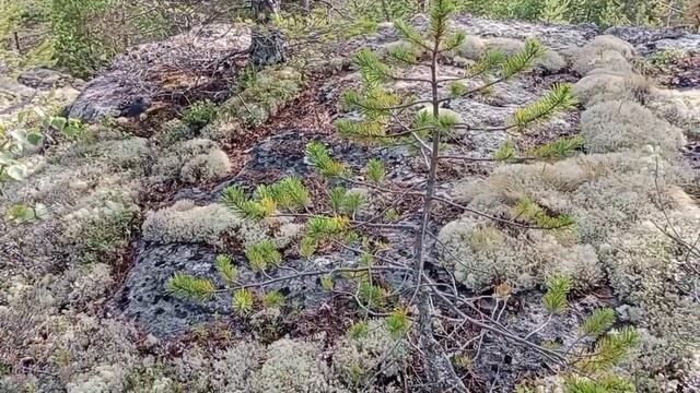 Север - прародина человечества? Легенды и гипотезы смотреть онлайн