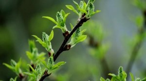 Весна уже на подходе 🌿