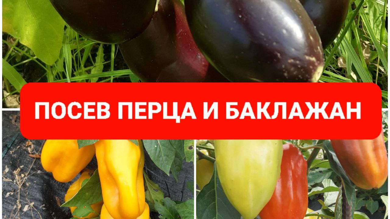 ПОСЕВ ПЕРЦА И БАКЛАЖАН - ОСНОВНЫЕ СПОСОБЫ