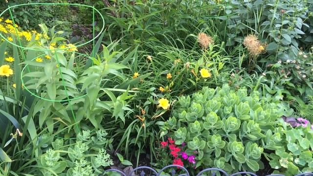 Garden Moment: Zinnias and Hydrangea Blossoms in my urban cottage garden!