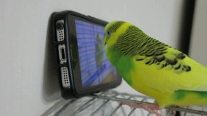 Волнистый попугай чирикает сам на себя же?! budgerigar communicates with itself, chirps