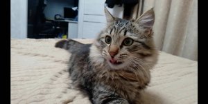 Что за зверь этот кот??
