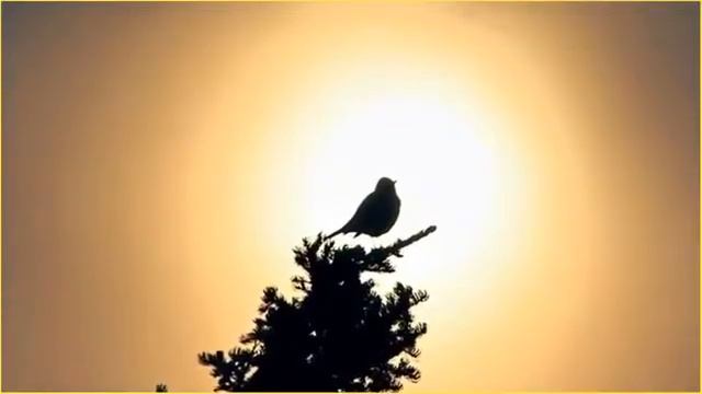 ЖАВОРОНОК смотреть онлайн