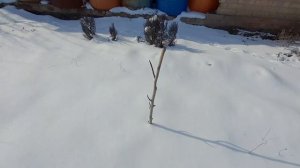 Под белым пушистым одеялом... 25 февраля 2025г