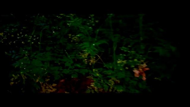 Атмосферный лес | Woodland Ambience | Hiking in the Forest | Forest Sounds смотреть онлайн