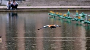 Swans and Ducks