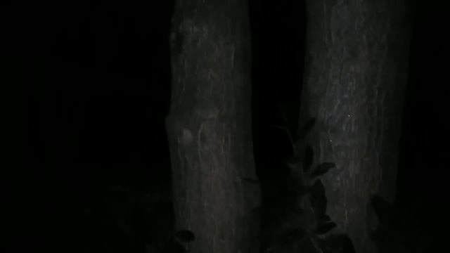 Ночные певчие птицы вокруг нас 29( 02) 2020.. смотреть онлайн