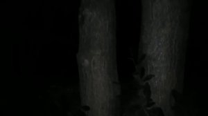 Ночные певчие птицы вокруг нас 29( 02) 2020..