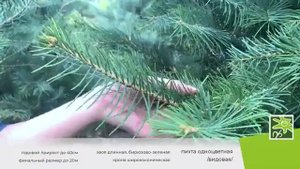 Пихта одноцветная - изящное дерево с необычной хвоей